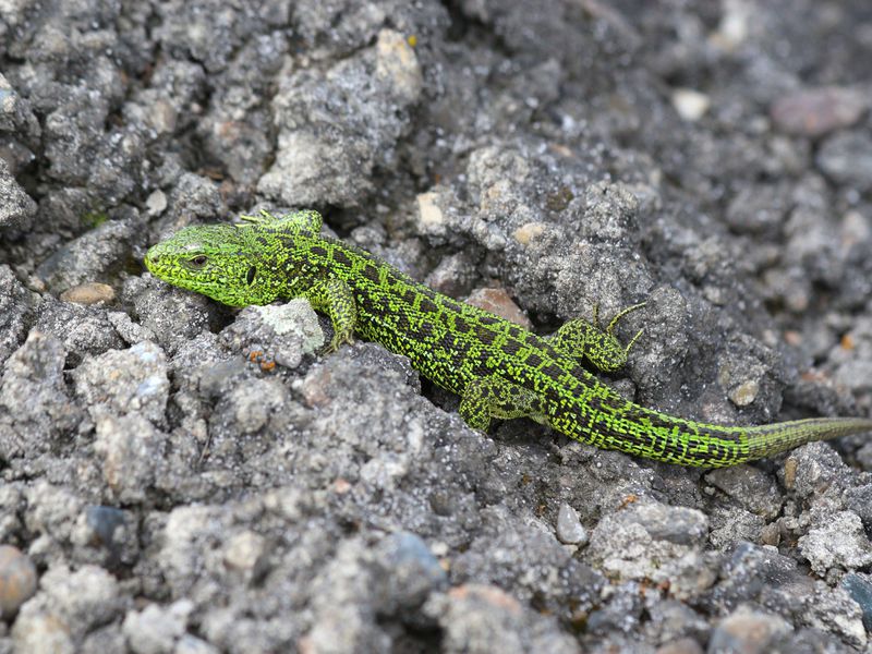 לטאה מקושטת גיוון של לטאות