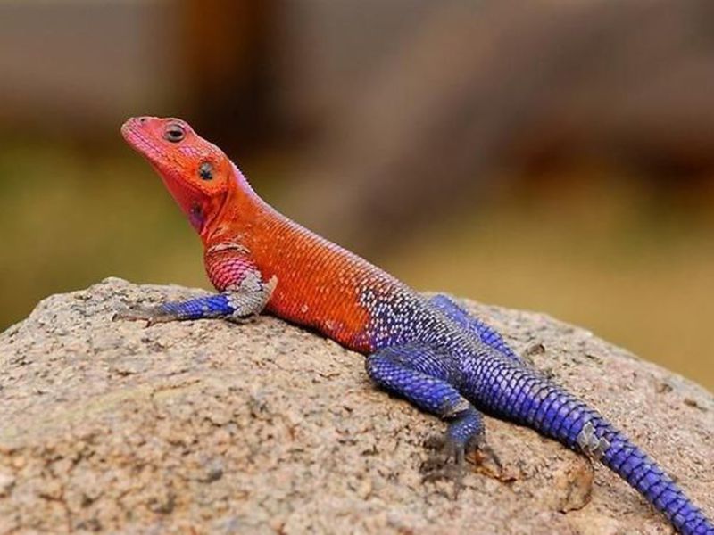 אילו סוגי לטאות קיימים? לטאת החול היא מין של לטאות