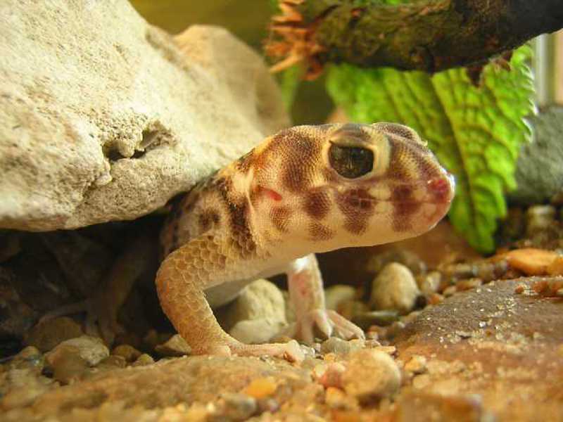 למה לטאה משילה את זנבה? כל סוגי הלטאות