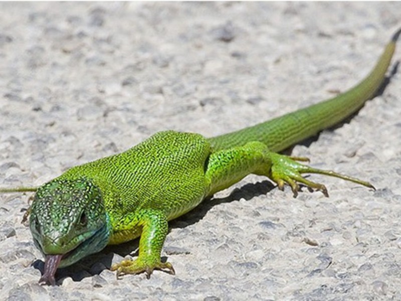 צביעת לטאה תוחלת חיים של לטאות