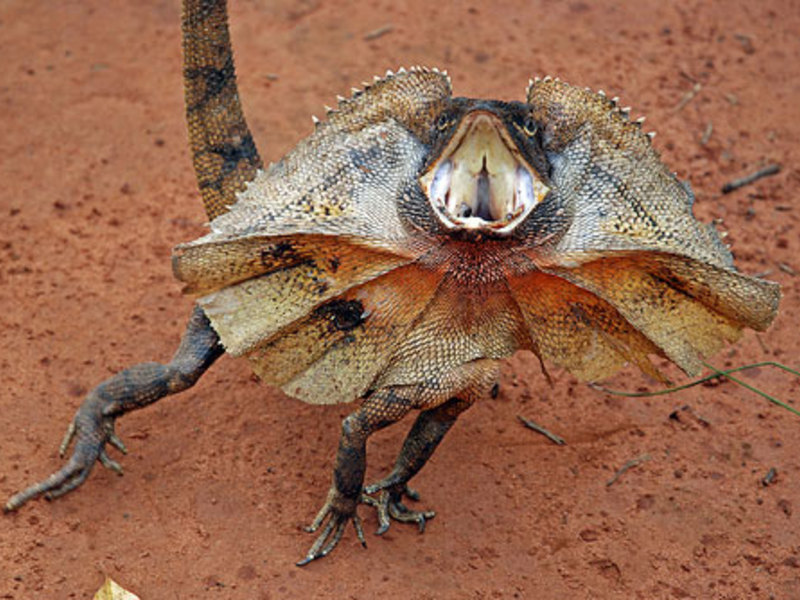 לטאה זריזה איך לטאה חיה?