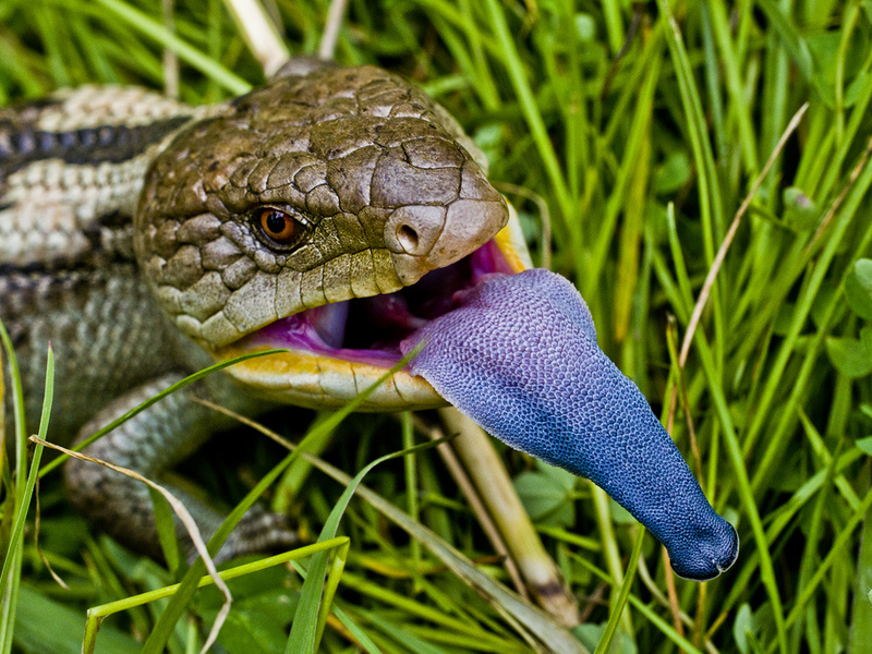 זוחלים וזוחלים סוגי לטאות