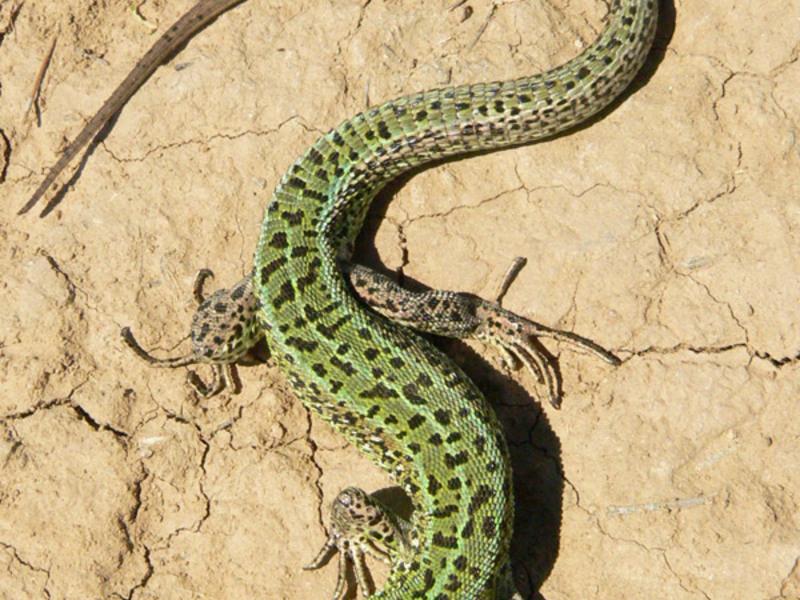תיאור של לטאות לטאה גדולה