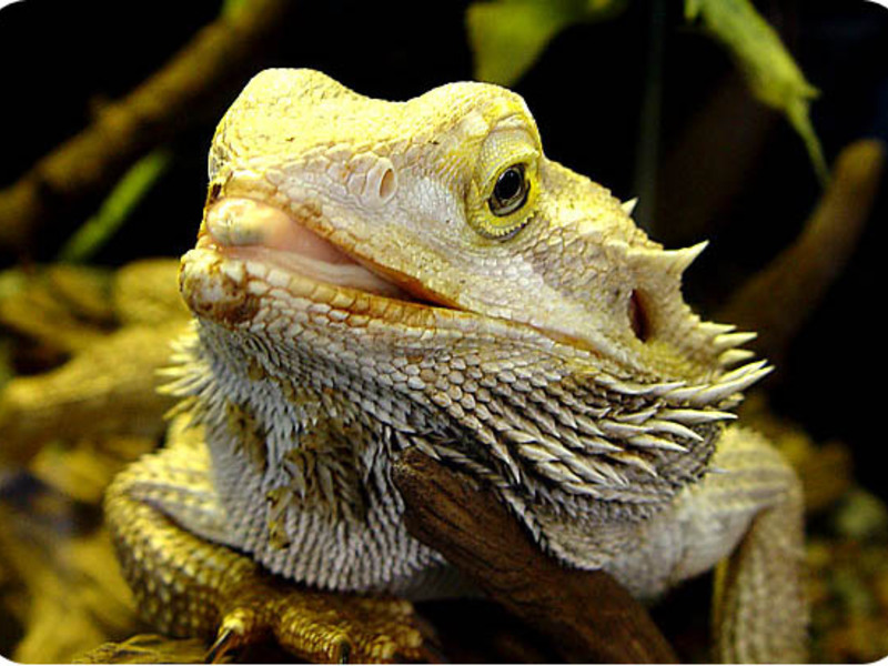 אורח חיים של לטאות איך מתנהגת לטאה?