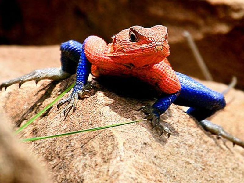 היכן חיה הלטאה? מהם הרגלי הלטאה?