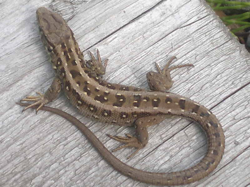 סוגי לטאות שמות של לטאות