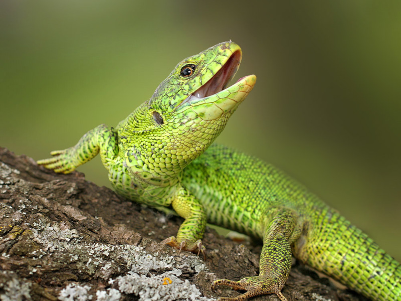 למה לטאה משילה את זנבה? סוגי לטאות