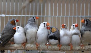 איך לשמור על זברה פינק בבית