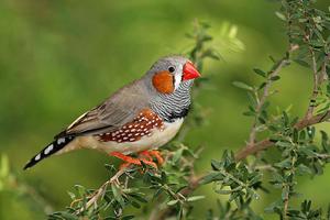 מהי ציפור פינק? תיאור אופייני של פינקים