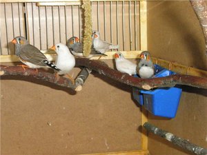 איך לטפל כראוי בפינץ' כללים לטיפול בפינץ' בבית