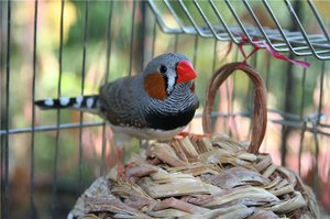 אילו תנאים נדרשים לגידול פינקים? תיאור התנאים הדרושים להחזקת פרושים בבית