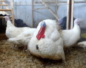 תיאורים של גזעי תרנגולי הודו