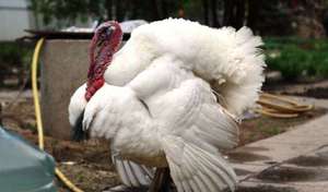 תרנגולי הודו לבנים רחבי חזה טיפול בתרנגולי הודו לבנים