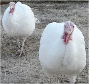 תיאור גזעי תרנגולי הודו איך לגדל תרנגולי הודו