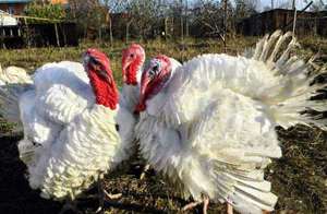 נוצות הודו גזע הודו לבן רחב חזה