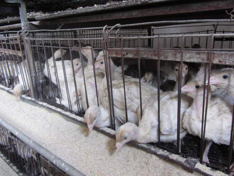 שמירה על תרנגולי הודו כיצד לטפל כראוי בעופות הודו