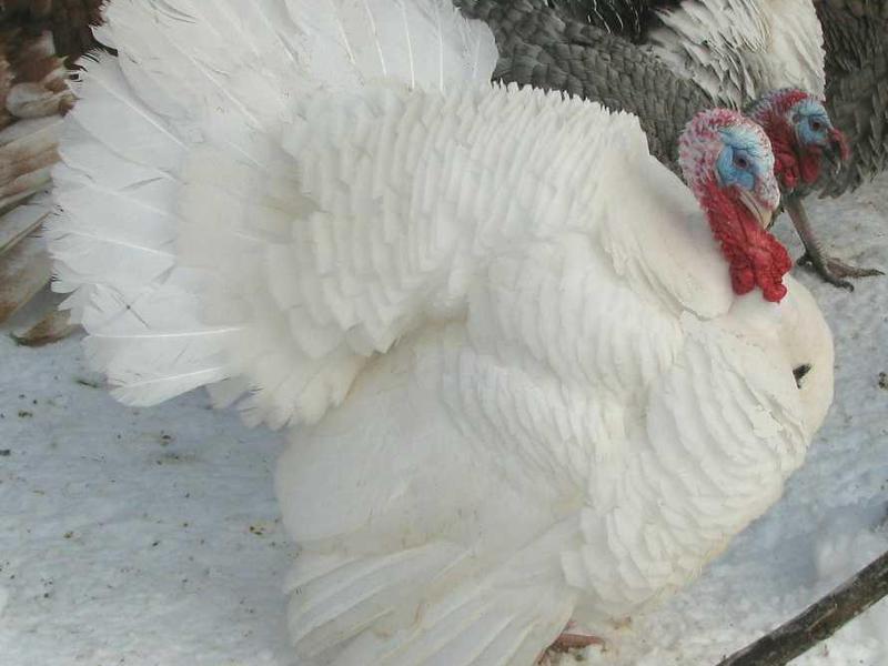 הנחיות לטיפול בתרנגול הודו טיפול בתרנגולי הודו צעירים