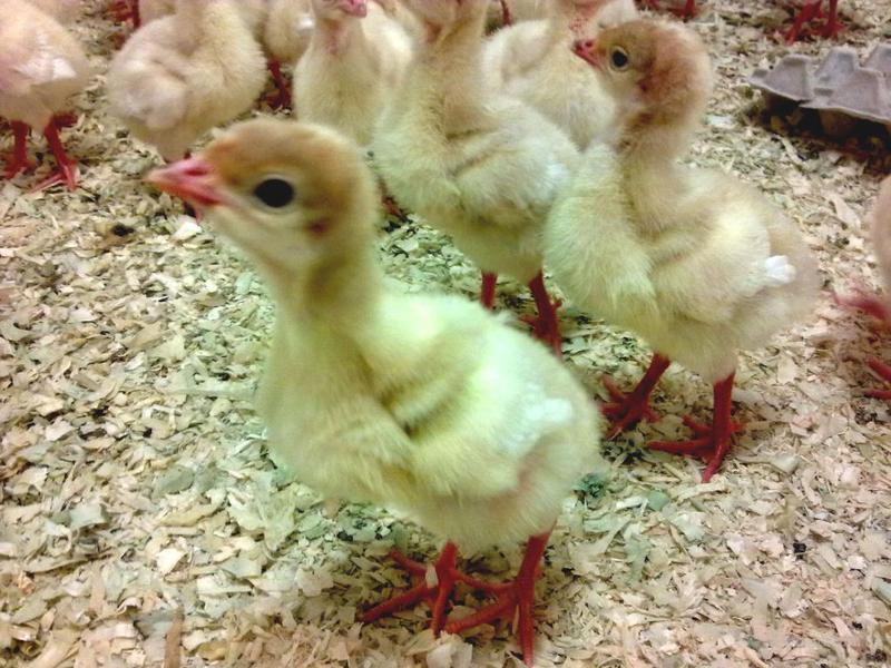 תרנגולי הודו לבנים רחבי חזה תרנגולי הודו לבנים