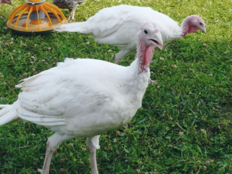גזע הודו תרנגולי הודו רחבי חזה