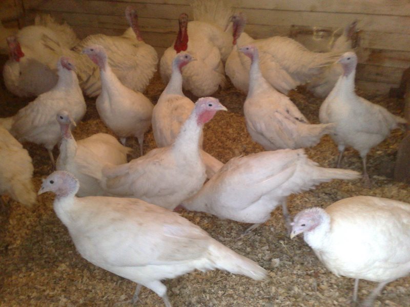 תיאור של תרנגולי הודו איך לגדל תרנגולי הודו