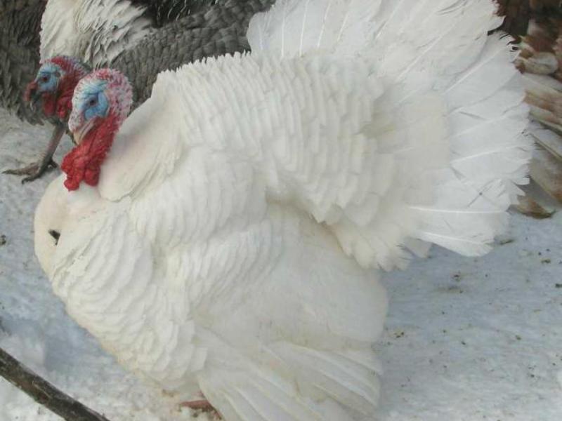 גידול תרנגול הודו איך לגדל תרנגולי הודו