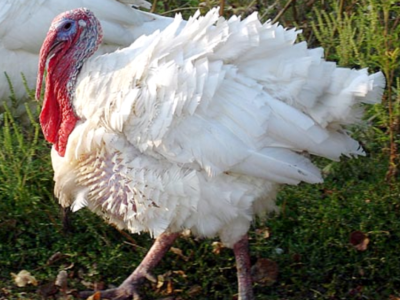 מה להאכיל תרנגולי הודו האכלת תרנגולי הודו