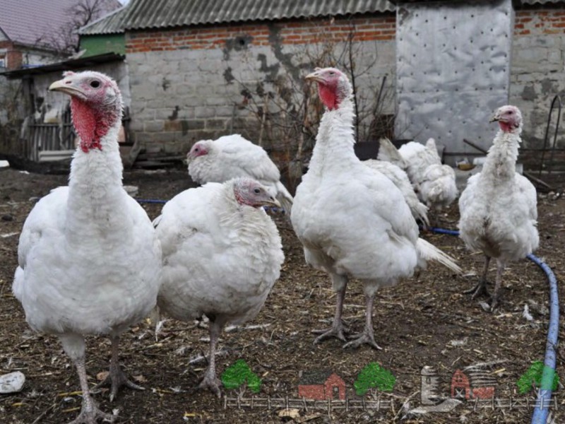 שמירה על תרנגולי הודו תזונה של הודו