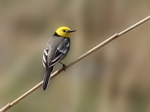 זנב צהוב ראש נחלי בטבע
