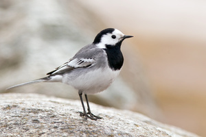 איך נראית ציפור כנף?