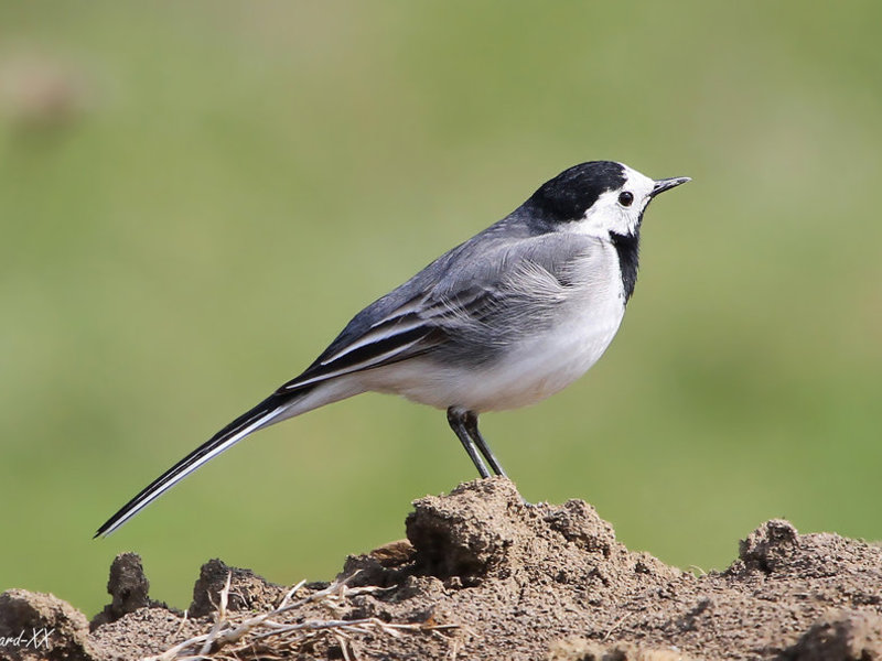 תיאור ציפור כנף תיאור ציפור הוואג'טייל