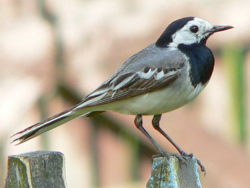 הרגלי הכנף צלילי שירת כנף