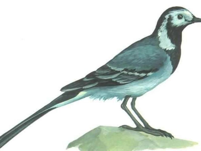 רבייה של הוואג'אייל איך זנב כנף בוקע אפרוחים