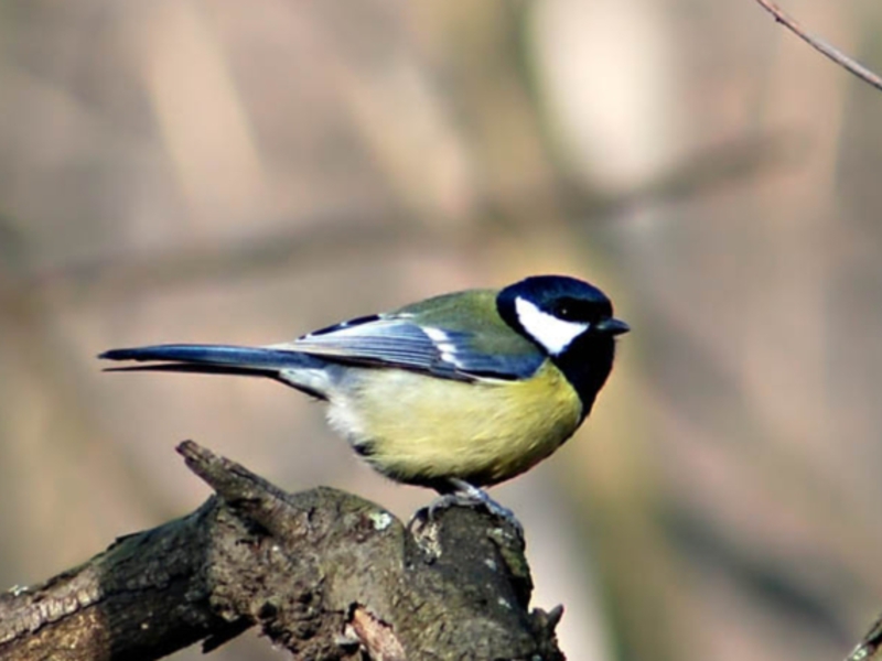 צביעת ציפור הוואג'אייל תיאור ציפור הוואג'טייל