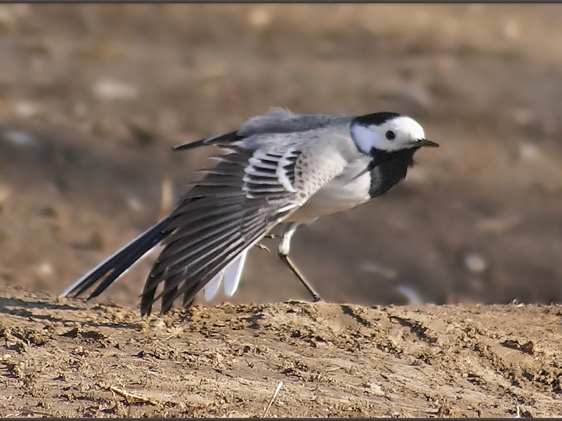 איך נראה כנף? כיצד מתרבה ציפור הכנף?