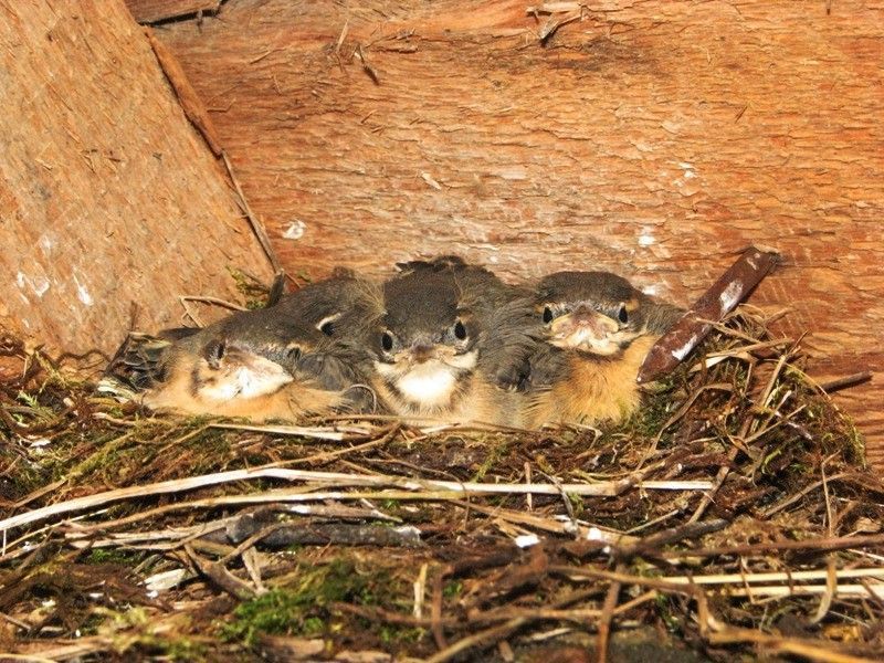 כיצד הכנף מתרבה? הרגלי ציפור הכנף