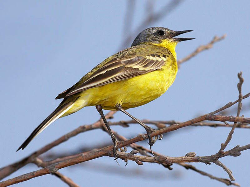 נוצות ציפור הכנף איזה סוג של נוצות יש לוואג'אייל?