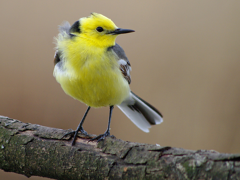 מראה של ציפור כנף איך נראית ציפור כנף?