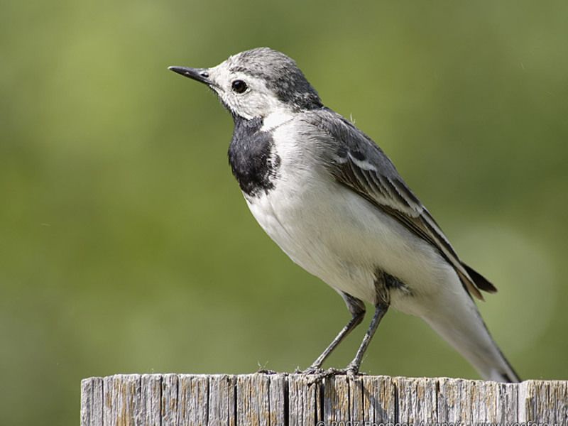 כנף והרגליו ציפור נודדת