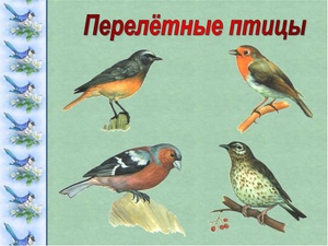 תיאור ורשימה של ציפורים נודדות: אילו מהן לא נשארות לחורף