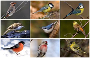 סיבות לנדידת ציפורים למה ציפורים נודדות?