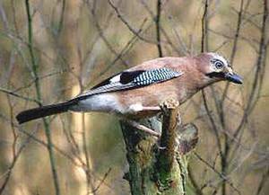 תמונות ותיאורים של עורבני אירואסי: היכן הוא חי ואיך הוא נראה