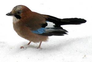 עובדות מעניינות על עורבני עורבני ערמומי משנה טקטיקות בחיפוש אחר מזון