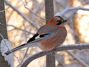 רבייה של עורבני כיצד עורבני מתרבה?