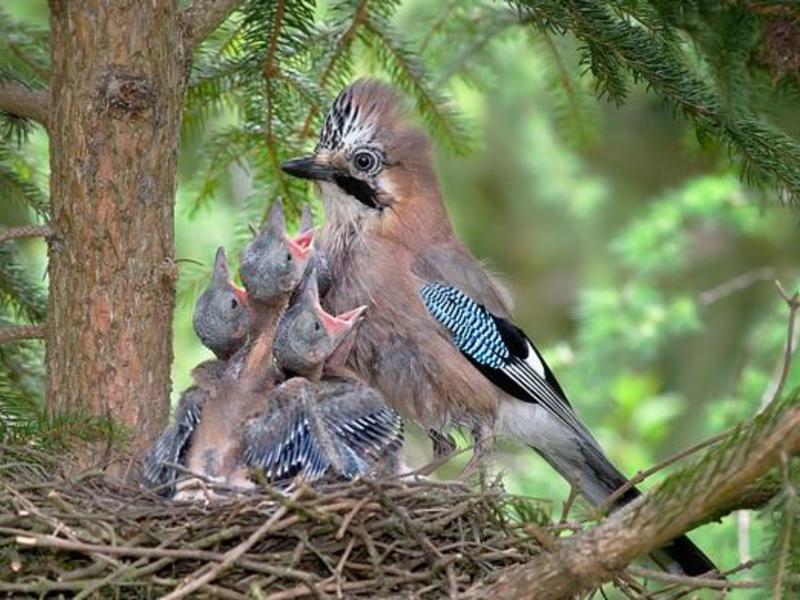 איך נראית ציפור עורבני? בלו ג'יי