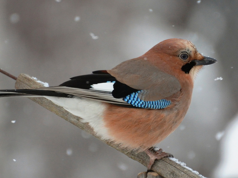 ציפור עורב ציפור העורבנית והרגליה