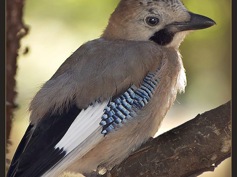 מראה של ציפור עורבני הרגלי ציפור העורבנית
