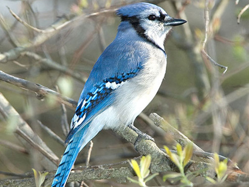 בלו ג'יי איך ציפור עורבני ניזונה?