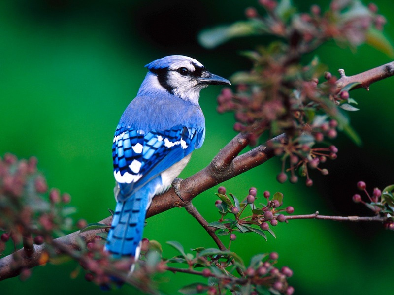 בלו ג'יי אילו סוגי עורבניים קיימים?