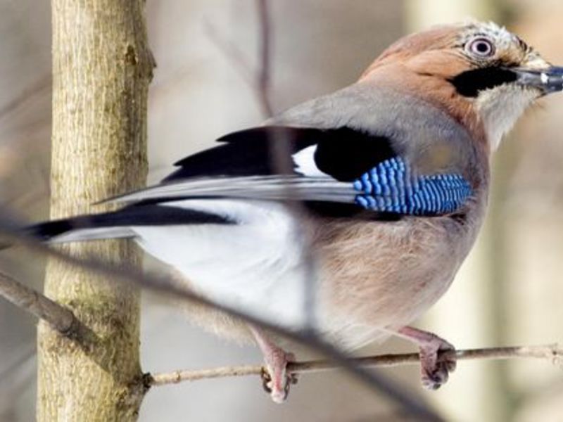 עורבני קווקזי תיאור ציפור העורב