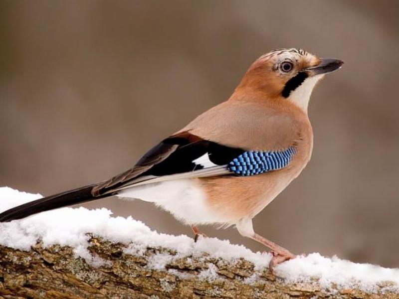 מה אוכל עורבני? עורבני ערמומי משנה טקטיקות בחיפוש אחר מזון